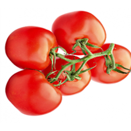 Pomidorai ant šakų