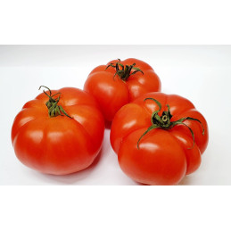 Pomidorai, garbanoti (dideli)