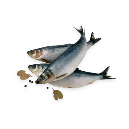 Atlantinės silkės silpnai...